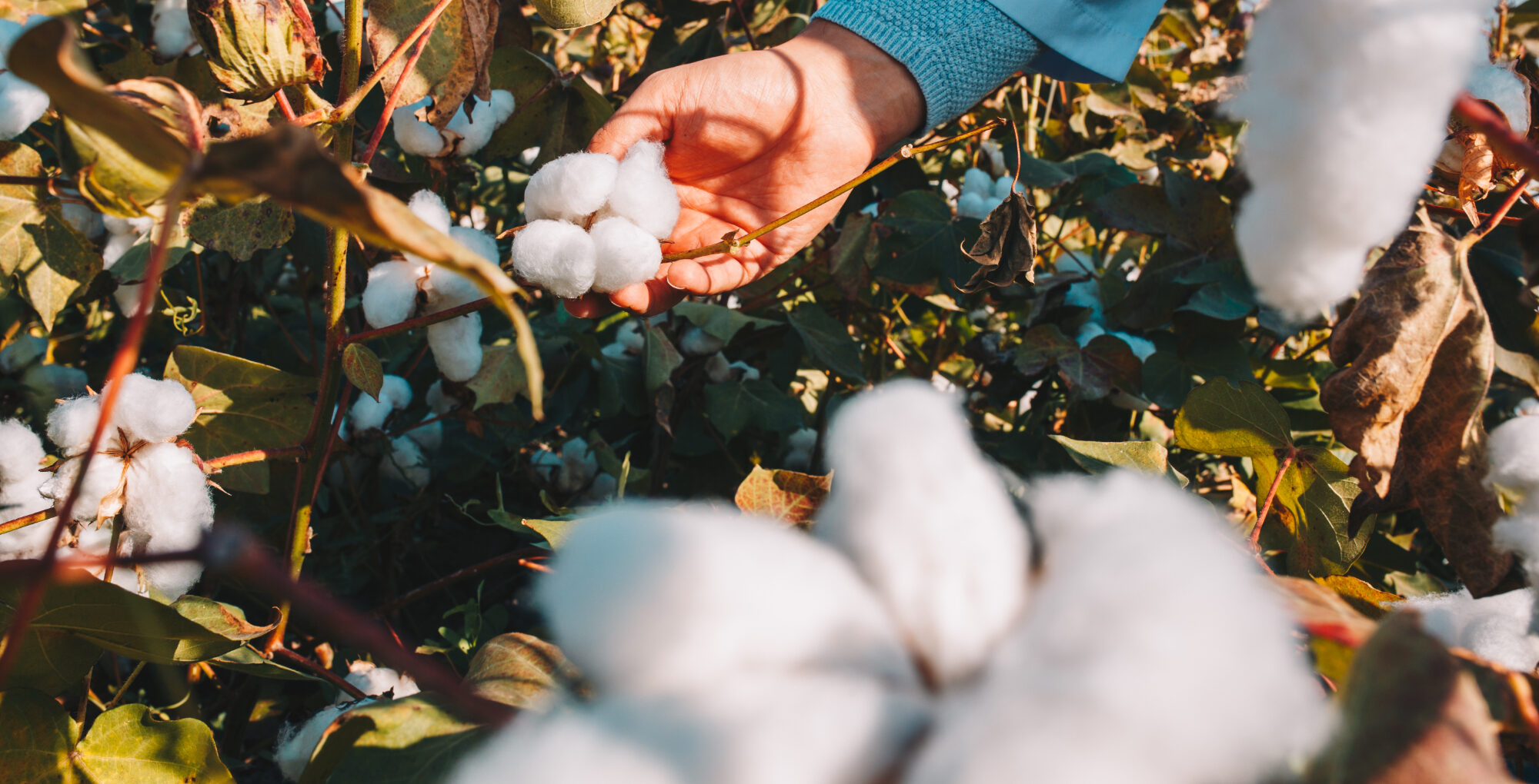 100% Biologisch katoen bedlinnen
